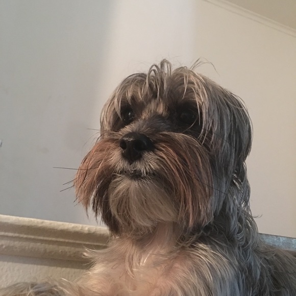 Meet your Posher, Alexis - Picture 2 of 4